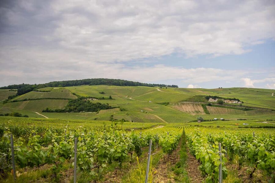 From Epernay : Champagne tasting with a vintage car - Photo pauses and vineyard viewpoints: why the short stops matter