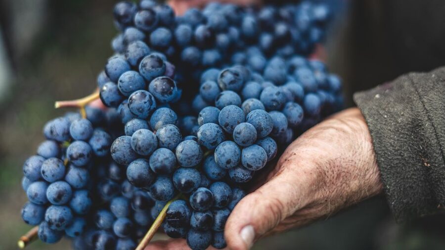 From Florence: Chianti Hills Half-Day Tour with Wine Tasting - Olive oil flights with truffle and chilli: a memorable twist