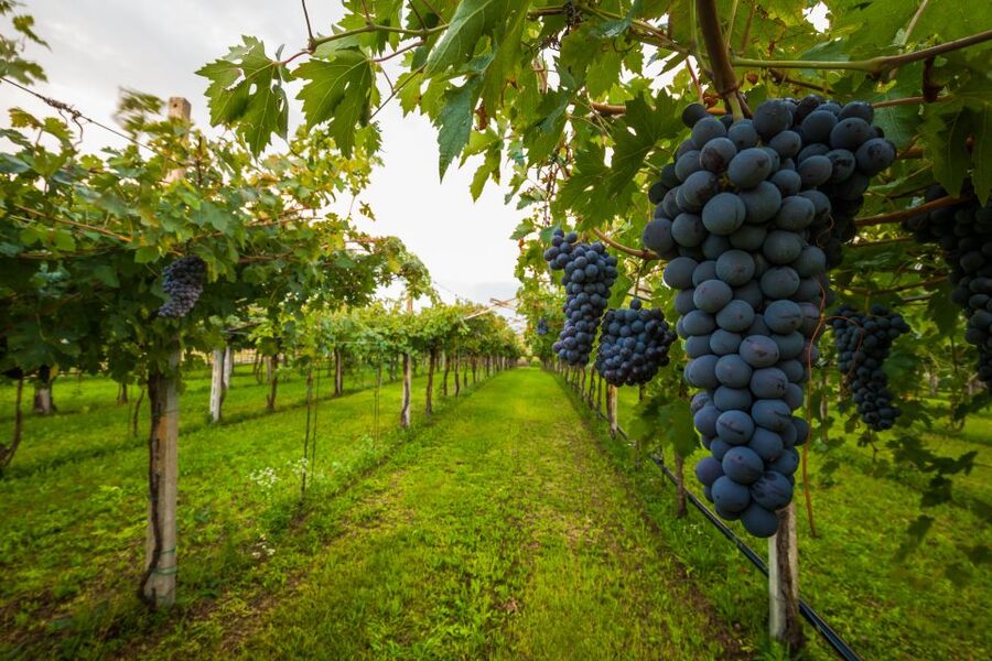 From Florence: Chianti Wine Tour with Tasting - Key Things I’d Mark on Your Map