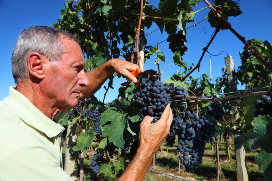 From Florence: Chianti Wine Tour with Tasting - Should You Book This Chianti Wine Tour?