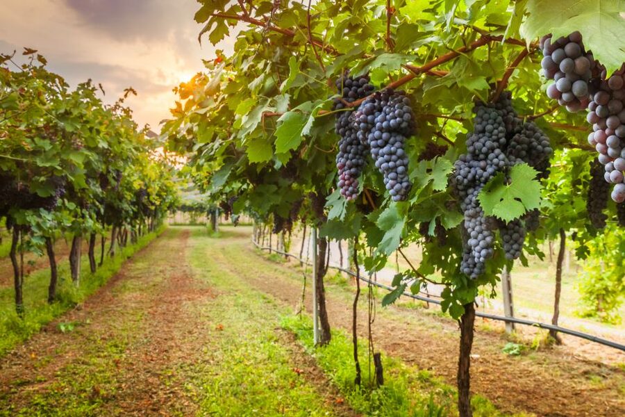 From Florence: Chianti Wine Tour with Tasting - Tastings That Teach You to Taste: Wine + Olive Oil + Pairing