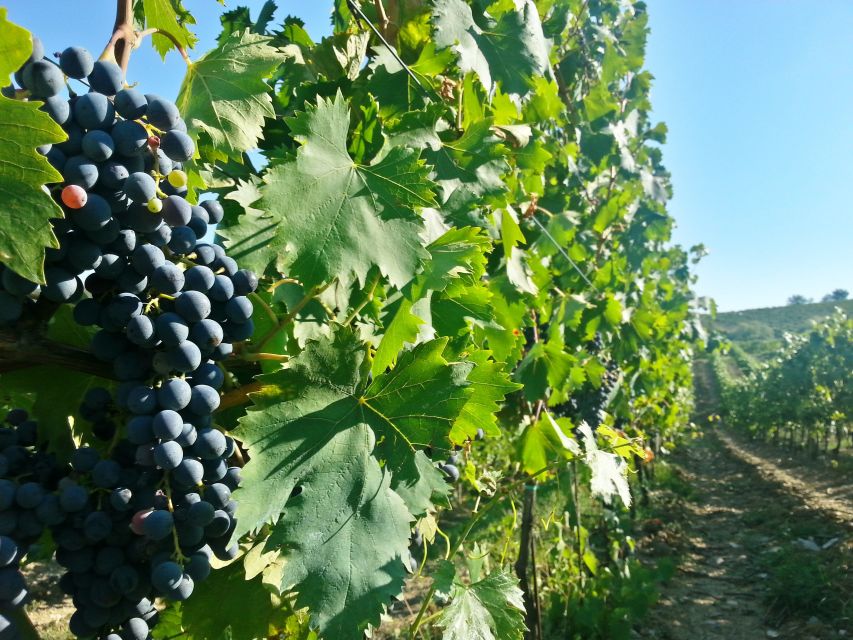 From Florence: Chianti Wine Tour with Tastings - Who This Trip Fits Best (and Who Should Skip It)