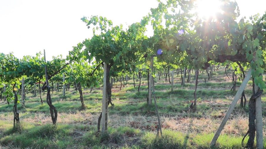 From Florence: Chianti Wine Tour with Tastings - The Second Winery: The One You’ll Remember