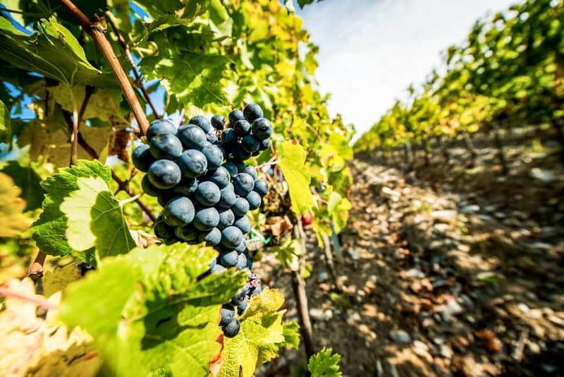 From Florence: Tuscany Wine & Food Tour with Guide - Winery Stop 1: Organic Farming to Cellar Secrets