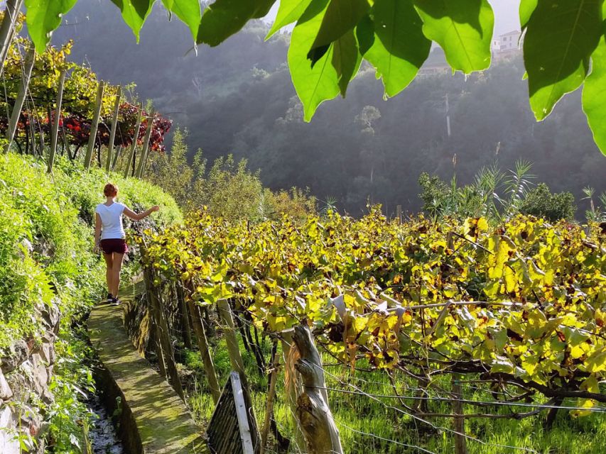From Funchal: Full-Day Madeira Wine Tour with Lunch - Blandy’s Wine Lodges in Funchal: fortified wines and cellars up close