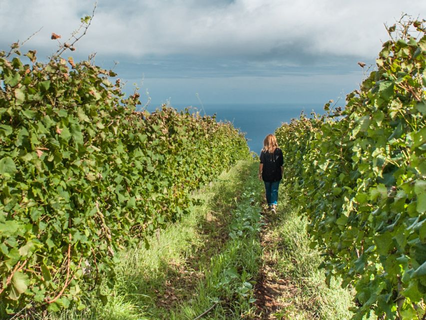 From Funchal: Full-Day Madeira Wine Tour with Lunch - The North Coast Drive Through Laurissilva: misty views that change the mood