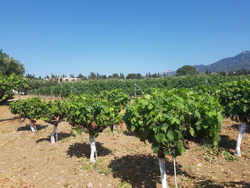From Kos: Tour of 2 Wineries with Wine Tasting & Small Bites - Key Points Worth Knowing Before You Go