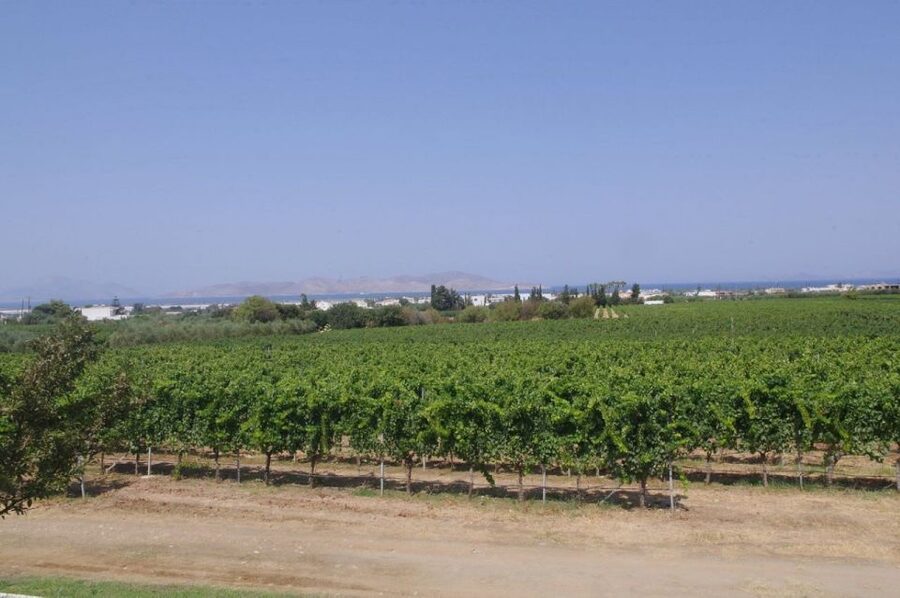 From Kos: Tour of 2 Wineries with Wine Tasting & Small Bites - Stop 2: Akrani Winery by Mount Dikaios Foothills