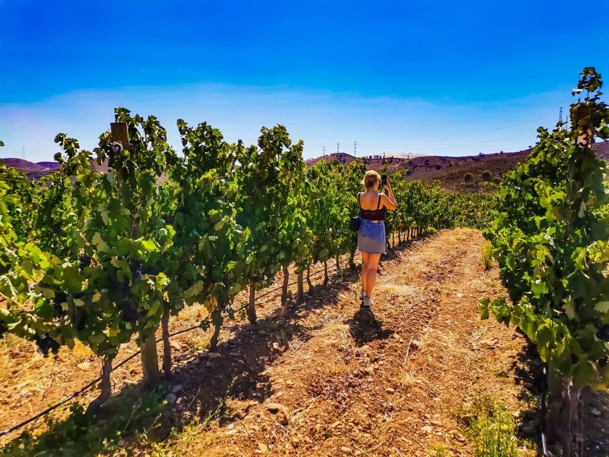 From Lagos: Small-Group 4-Hour Wine Tasting Tour - Making the return ride matter: cork trees, oranges, and oldest villages