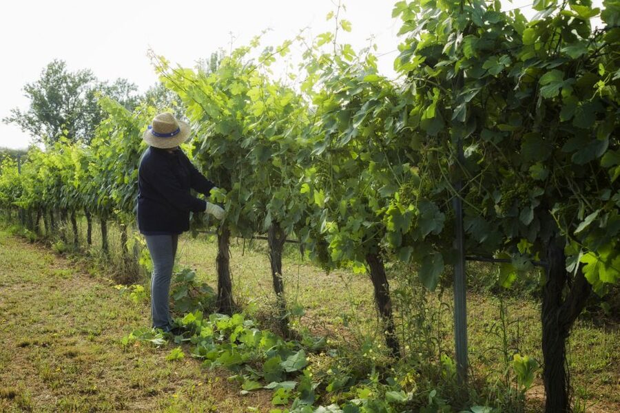 From Lisbon: Évora Wine & Heritage Tour - Price and Value: Is $100 a Fair Deal?
