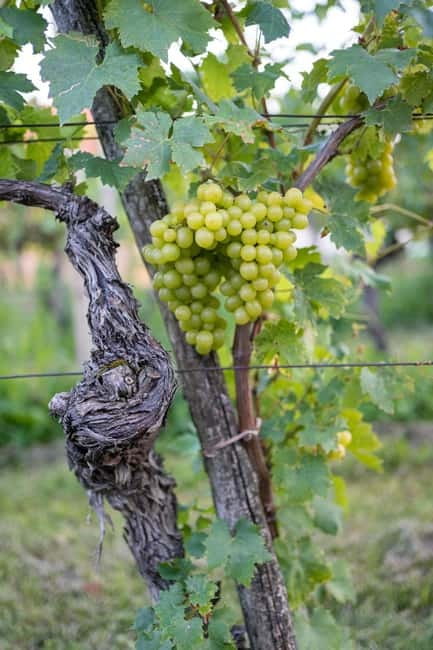 From Ljubljana: Vipava Valley Wine Express Tour - Karst to Cellar: Getting From Ljubljana to Vipava Valley