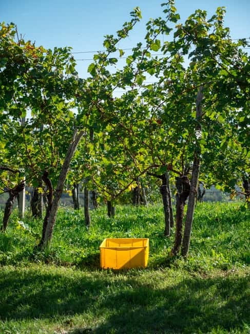 From Ljubljana: Vipava Valley Wine Express Tour - Your Guide and Driver: English Talk, Humor, and Care on the Road