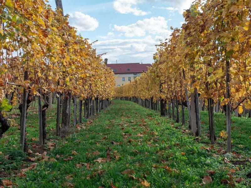 From Ljubljana: Vipava Valley Wine Express Tour - Timing and Pace: Will This 5-Hour Tour Affect Dinner?