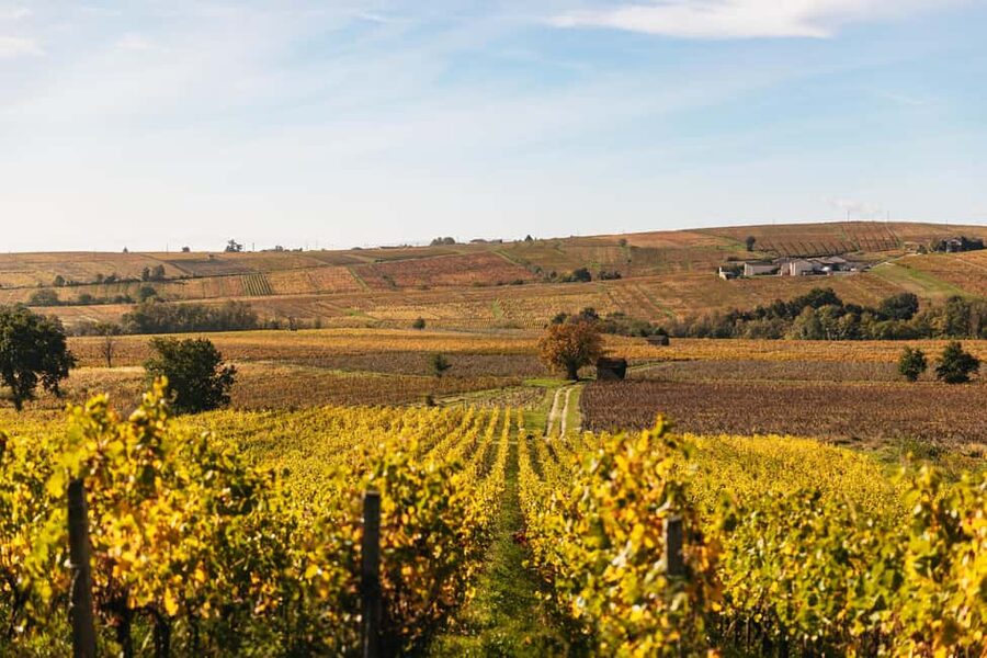 From Lyon: Beaujolais Wine Tour with Tastings - Inside two family domaines: what to expect at each tasting