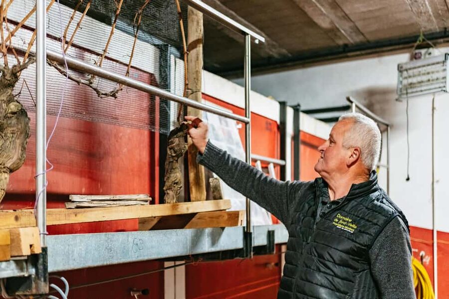 From Lyon: Golden Stones Beaujolais Wine Tasting Tour - Southern Beaujolais From Bellecour: The Easy Half-Day Plan