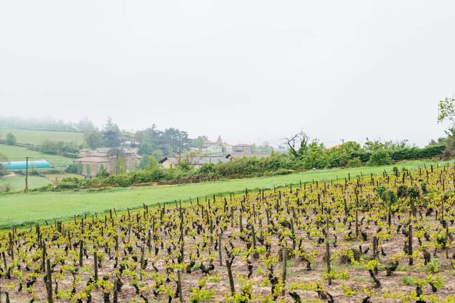 From Lyon: Golden Stones Beaujolais Wine Tasting Tour - Price and Value: What $113 Gets You (and What It Doesn’t)