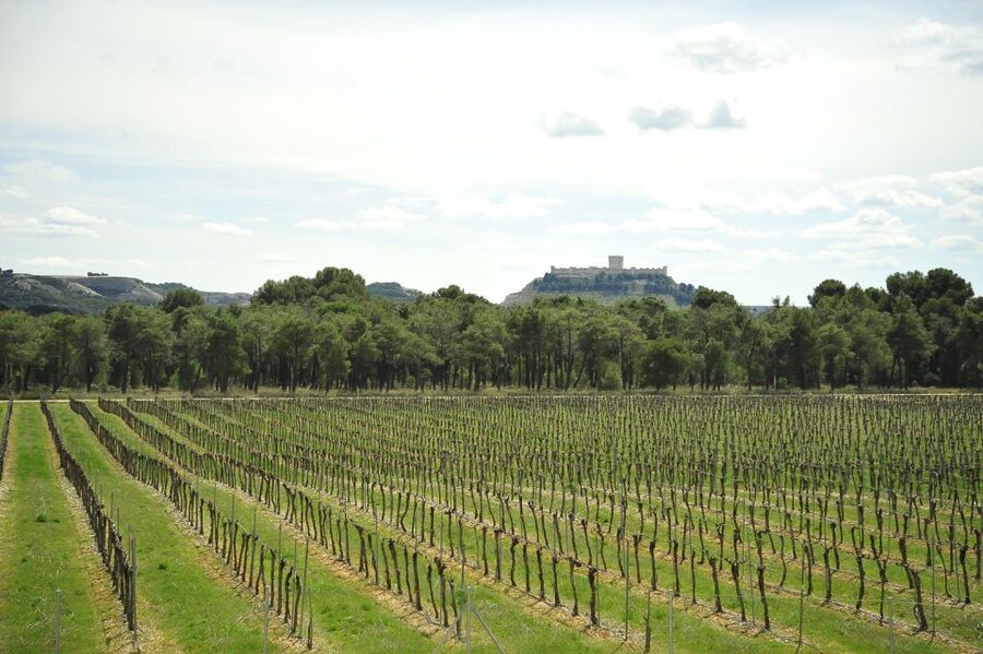 From Madrid: Ribera del Duero Tour of 3 Wineries w/ Tastings - Key things you’ll notice on this Ribera del Duero tour