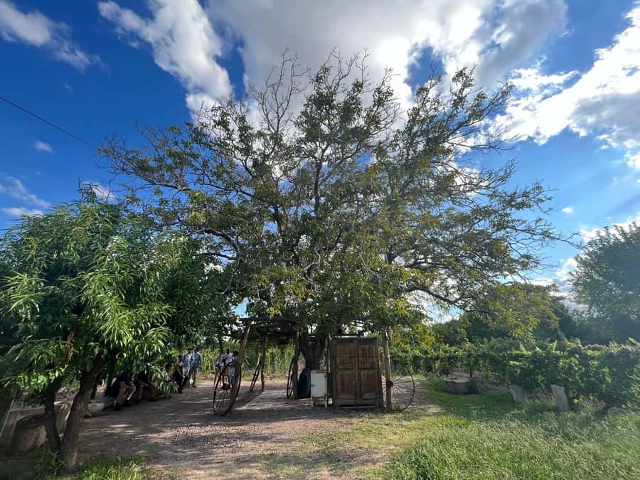 From Mendoza: 3 Wineries, Olive Oil Factory Tour & Tasting - Key reasons this Mendoza wine-and-olive tour works