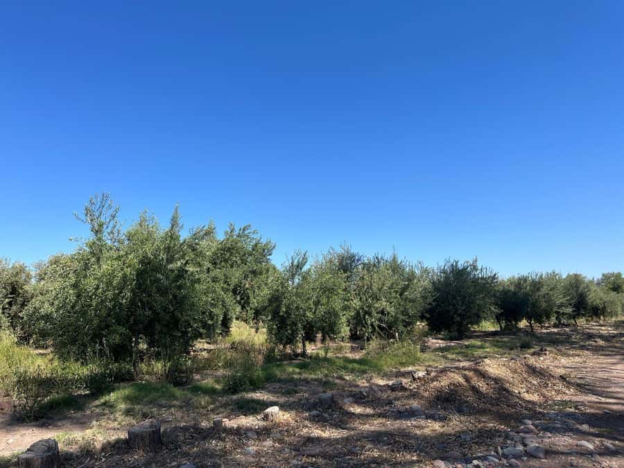 From Mendoza: 3 Wineries, Olive Oil Factory Tour & Tasting - The big idea: Maipú wine tasting, plus olive oil, without the planning headache