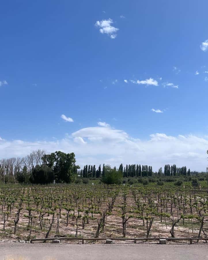 From Mendoza: 3 Wineries, Olive Oil Factory Tour & Tasting - Getting picked up in Mendoza City: what to expect from the van and driver