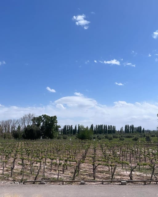 From Mendoza: 3 Wineries, Olive Oil Factory Tour & Tasting - Guides and group flow: bilingual hosting that keeps the day from getting messy