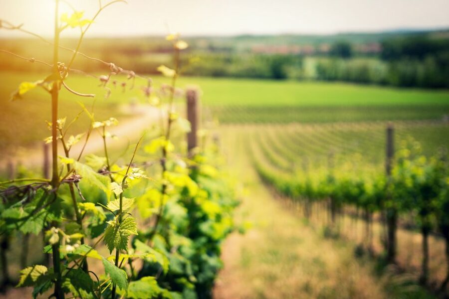 From Naples: Pompeii and Wine Tasting Tour with Lunch - UNESCO context plus Roman life: why the guide route matters