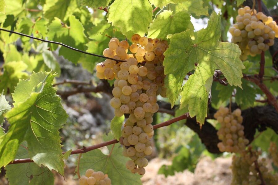 From Naples: Pompeii and Wine Tasting Tour with Lunch - The Vesuvius wine portion: vineyard walk, lunch, and tasting