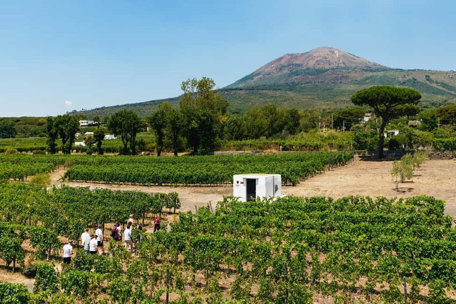 From Naples: Wine Tasting Tour on Vesuvius Slopes with Lunch - Why Vesuvius slopes beat a wine stop in the city
