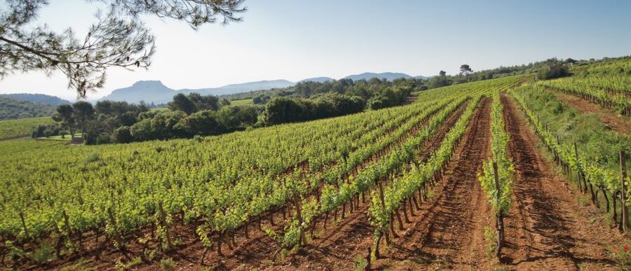 From Nice: Provence Wine Full-Day Tour - From Nice, the comfort factor matters