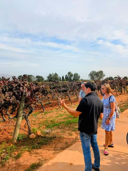 From Palma de Mallorca: Private Wine and Local Flavors Tour - Key Things I Think Are Worth Your Time