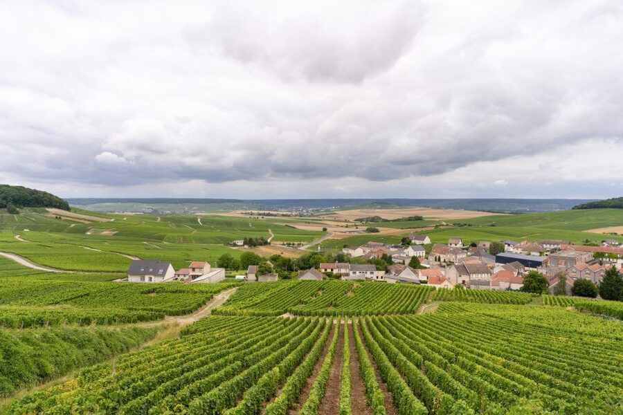 From Paris: Day Trip to Champagne with 8 Tastings & Lunch - 8 Champagne tastings: how to actually taste like a pro
