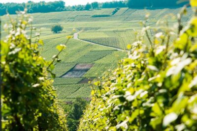 From Paris: Small-Group Champagne Day Trip with Six Tastings - Setting off from Paris: early start, easy logistics, and why it matters