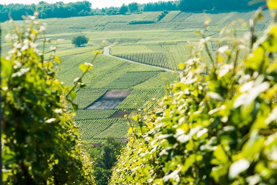 From Paris: Small-Group Champagne Day Trip with Six Tastings - Setting off from Paris: early start, easy logistics, and why it matters