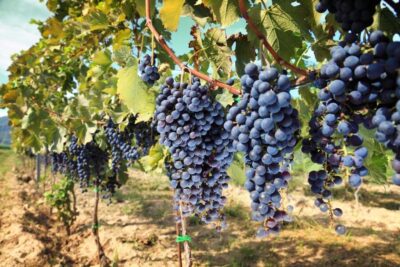 From Pisa or Lucca: Half-Day Tuscany Chianti Wine Tasting - Pisa or Lucca pickup: the ride sets the tone