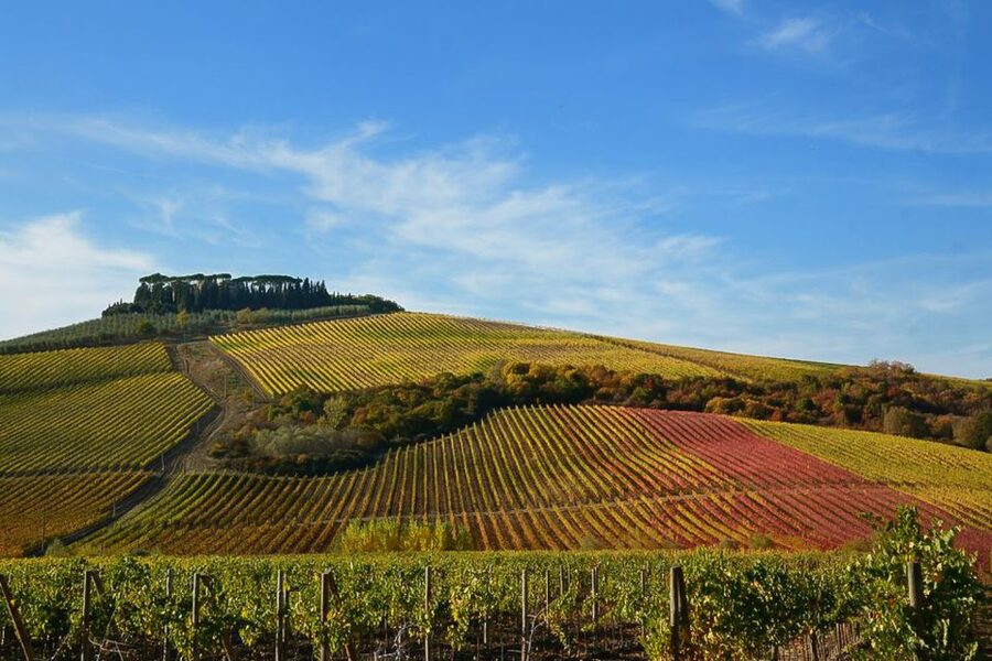 From Pisa or Lucca: Half-Day Tuscany Chianti Wine Tasting - Inside the cantina: where the aromas do the explaining