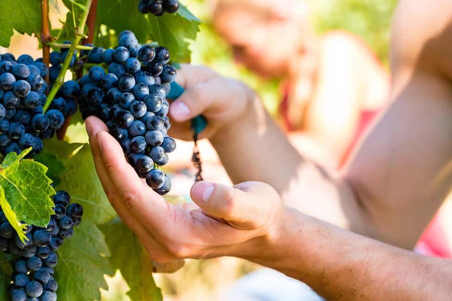 From Pisa or Lucca: Half-Day Tuscany Chianti Wine Tasting - The food pairing is light, so eat first