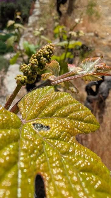 From Porto: 2 Wine Regions, Farm-to-Table Lunch & Boat - Douro Vineyards and Estate Stops: Where the Tastings Make Sense