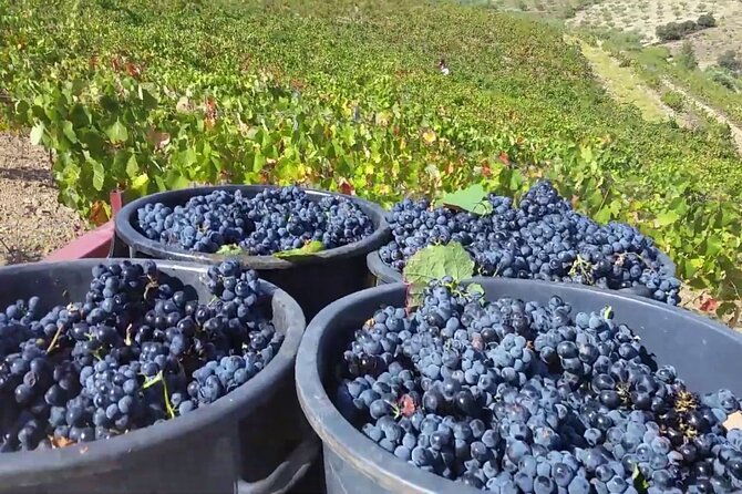 From Porto: Douro Valley Tour with 2 Wineries, Lunch and Cruise - Pinhão river cruise: the Douro from the water