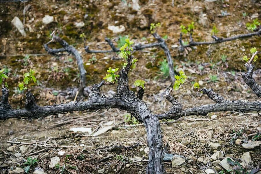 From Porto: Douro Valley Wine Tour with Lunch and Cruise - Winery stop #2: more tastings, more comparison, and a tidy finish
