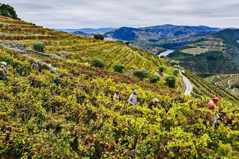 From Porto: Douro Valley with Wineries, Lunch and Boat Trip - Douro River cruise: the view you can’t recreate on land