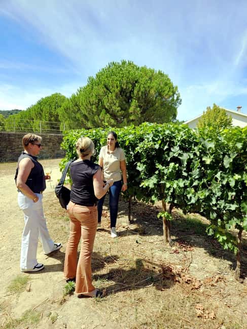 From Porto: Premium Douro Valley 4 Vineyards Tour with Lunch - Stop one: a first vineyard tasting that sets the tone
