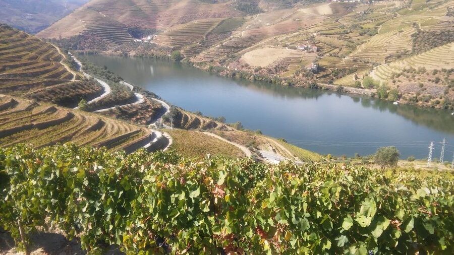 From Porto: Private Douro Valley Tour with Cruise and Wine - Lunch time in the Douro: plan for extra cost