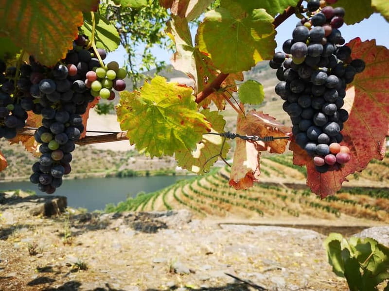 From Porto: Tastings at 2 Wineries, Chef's Lunch & Boat Tour - Farm-to-Table Chef Lunch: What You’ll Eat in the Douro