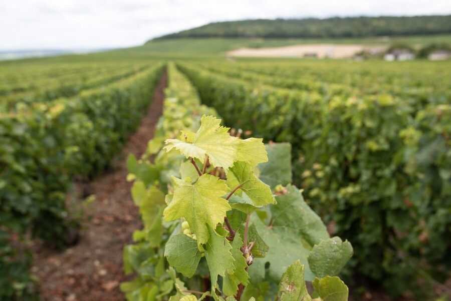 From Reims: Champagne and Family-Run Wineries Tour - Tasting smart: how to enjoy six Champagnes without losing the plot