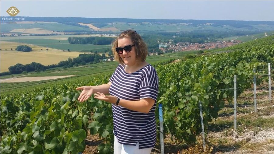 From Reims: Champagne Day Trip to 3 Family Domains & Lunch - The van day: comfortable timing and an easy meetup