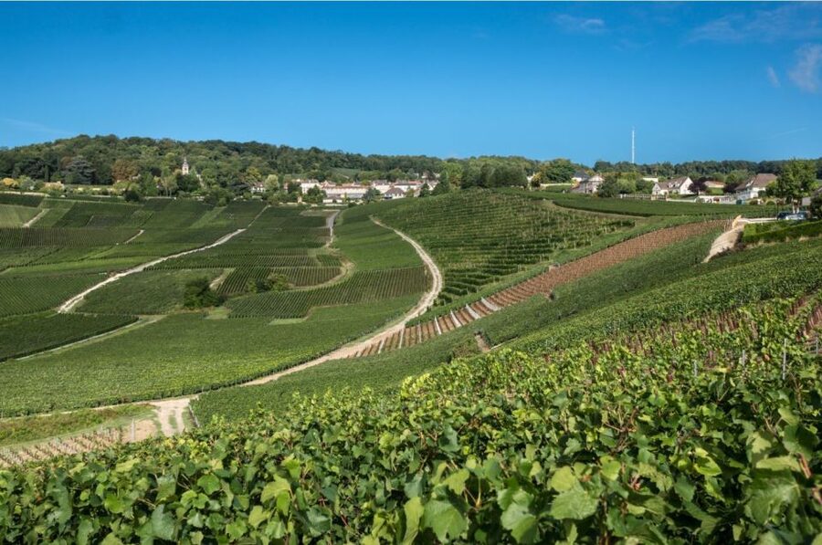 From Reims: Champagne Day Trip to 3 Family Domains & Lunch - Épernay’s Avenue de Champagne: mansions, tunnels, and why it matters