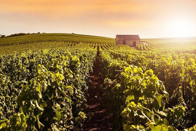 From Reims Champagne Day Trip Veuve Clicquot Local Domain & Lunch - Price and value: what the $399.09 really covers