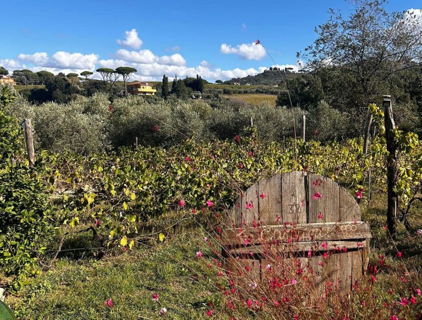 From Rome: Half-Day Frascati Wine Tour with Farmhouse Lunch - From Roma Termini to Frascati: the simplest way to start