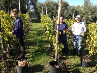 From Rome: Half-Day Frascati Wine Tour with Farmhouse Lunch - Strolling Frascati’s historic center (with wine breaks that make sense)