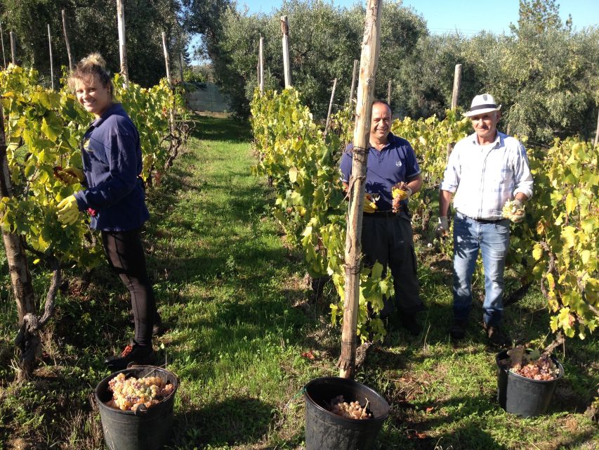 From Rome: Half-Day Frascati Wine Tour with Farmhouse Lunch - Strolling Frascati’s historic center (with wine breaks that make sense)